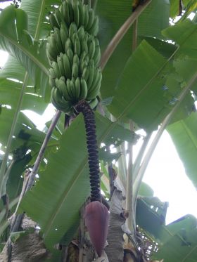 Bocas del Toro banana tree – Best Places In The World To Retire – International Living